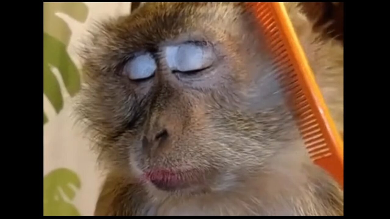 Funniest Monkey - cute and funny monkey video