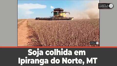 Soja colhida em Ipiranga do Norte, MT, para abrir espaço para o algodão