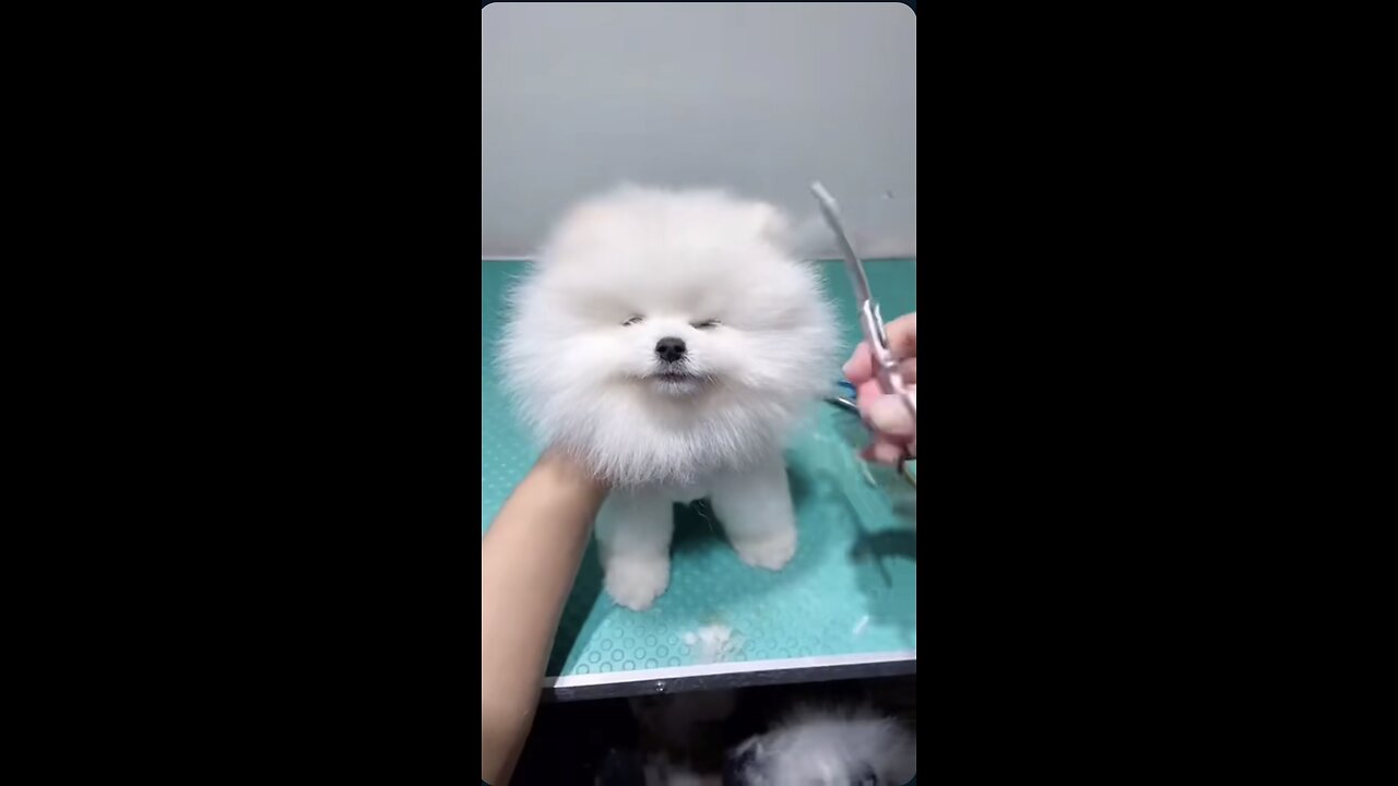 Hair cutting of cute puppy be happy and love animals