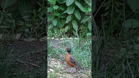 The Robin Poses For The Camera #Shorts 🌻