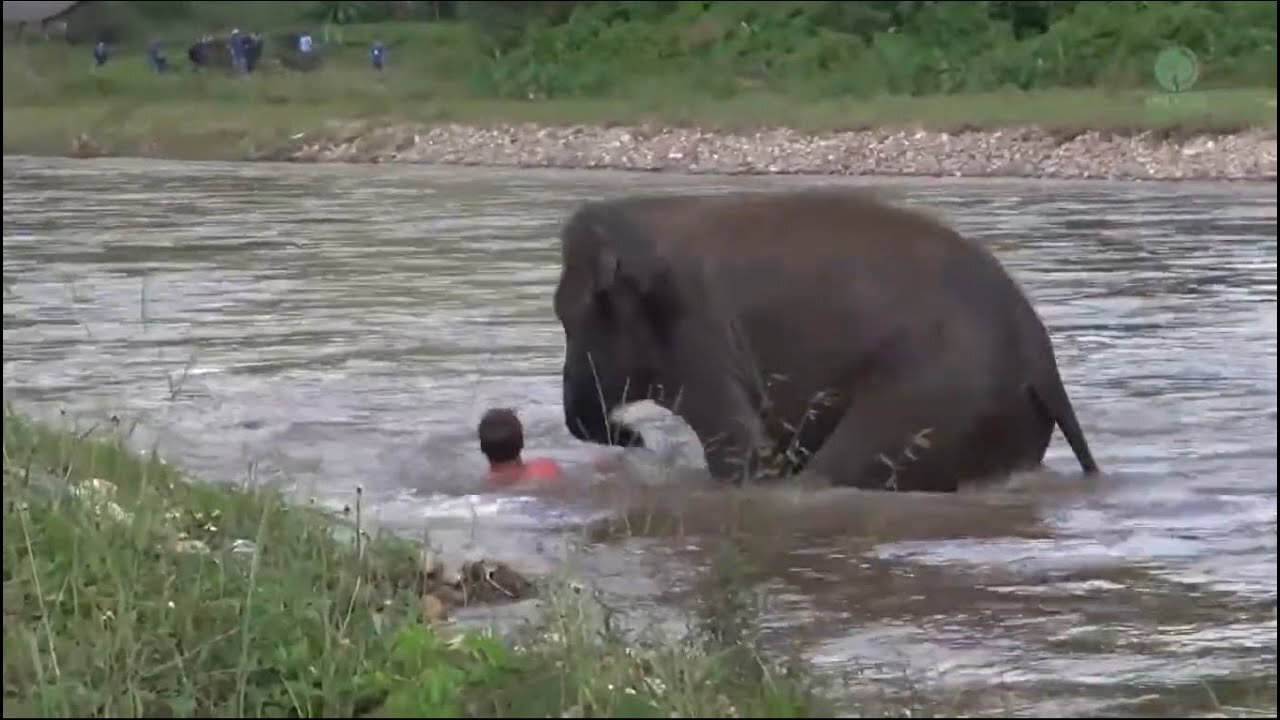 Animal Heroes #2 ! Animals saving their owners lives. AWESOME