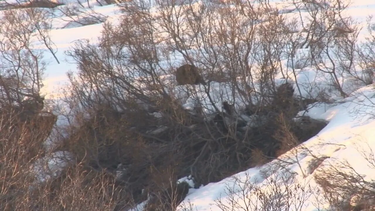 Mother Bear and Cubs Walking Away