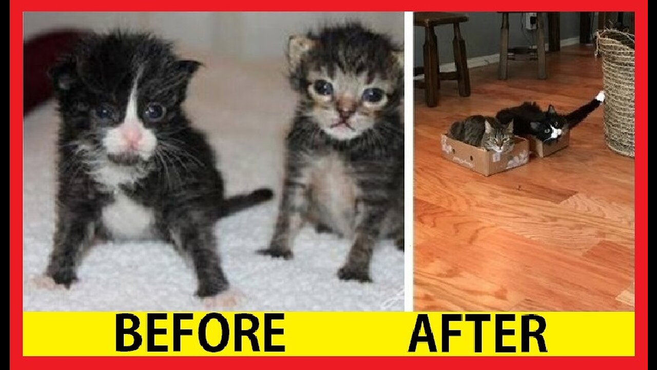 Cats Before And After Pictures, Cats Growing Up, Then and Now Pictures of Cats, Cut Cats, Kittens