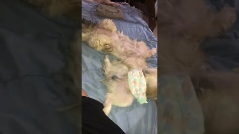 Why does Shih Tzu dogs sleeps like dead? (Part 2)