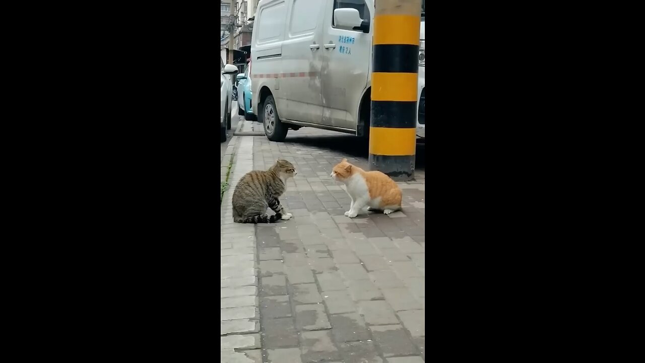 Cat fight