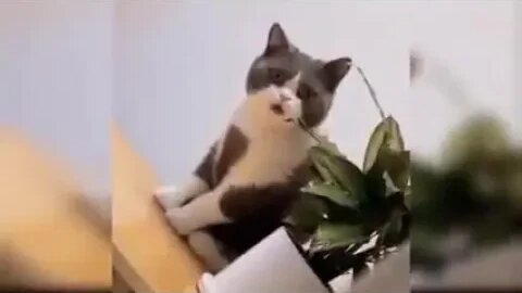 comedy cats funny video #animals ,#cat ,#comedy ,#cute ,#dog ,#funny ,#viral ,#2022