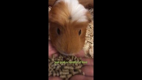 How to tame your Guinea pigs fast!