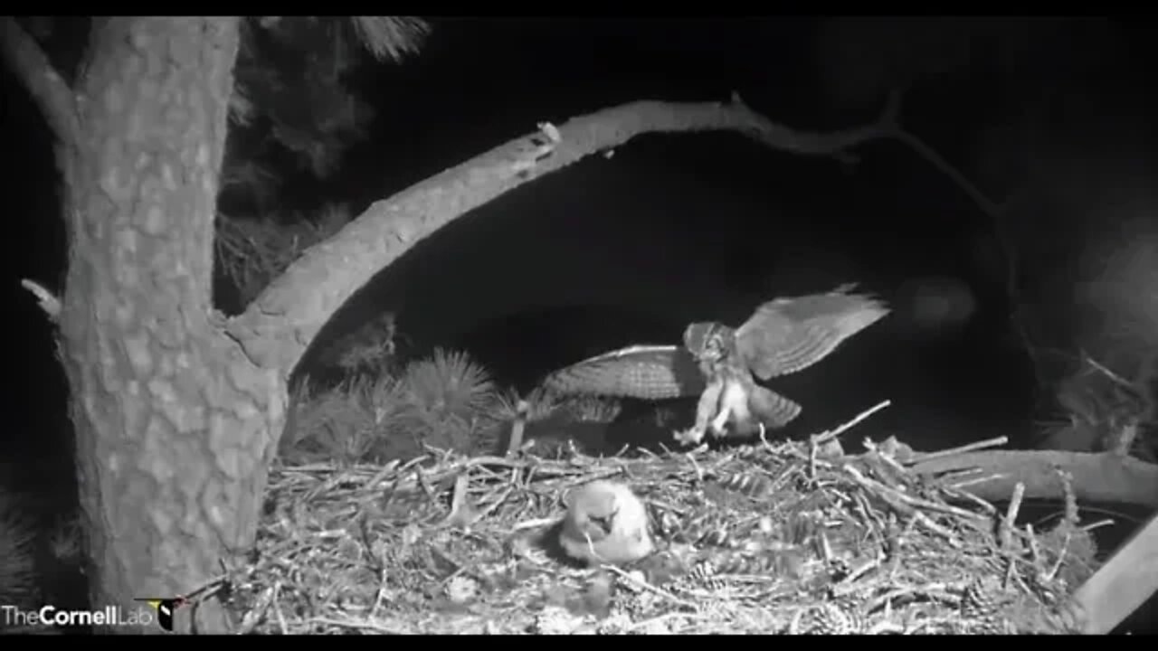 Dad Delivers Another Bat 🦉 3/14/22 20:15