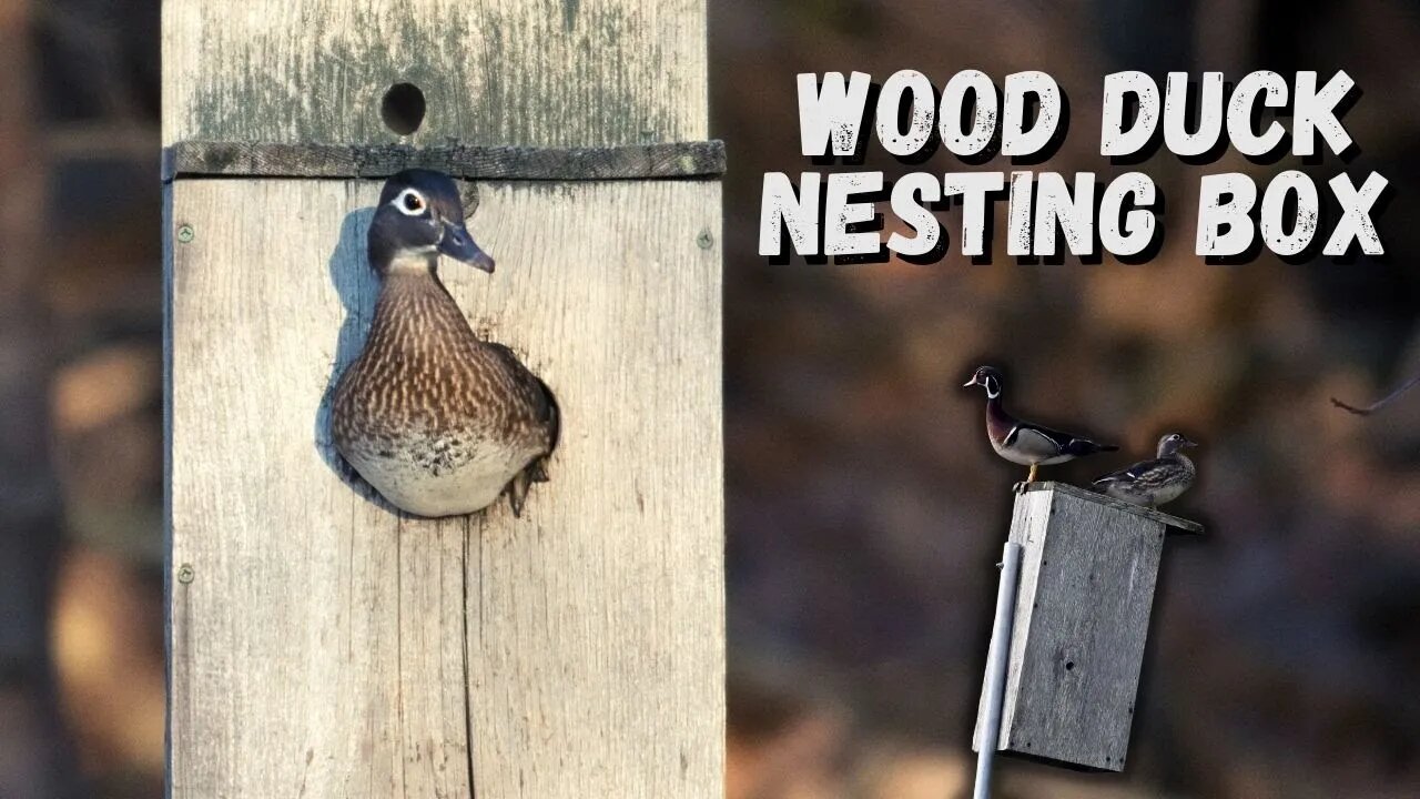 How to Build a Wood Duck Nesting Box