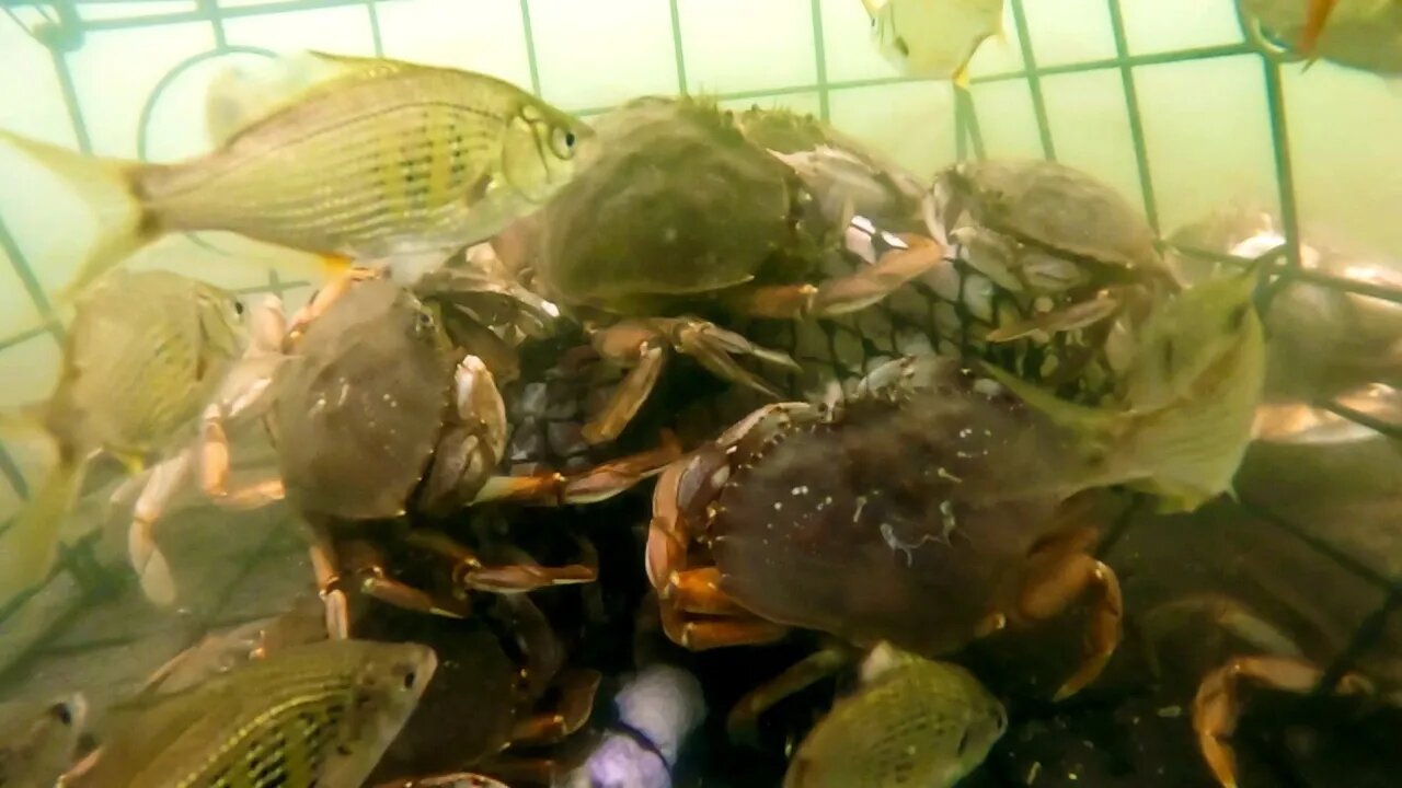 CRABBING- GARIBALDI, OREGON