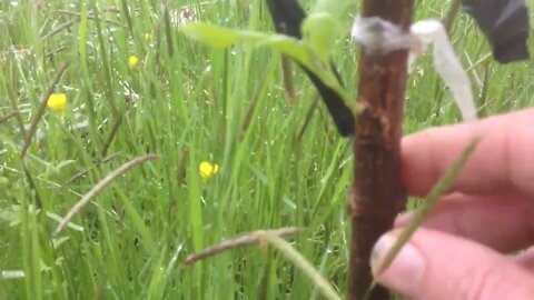 Successful August chip bud grafting in wild Cornus Mas (Cornelian cherry)