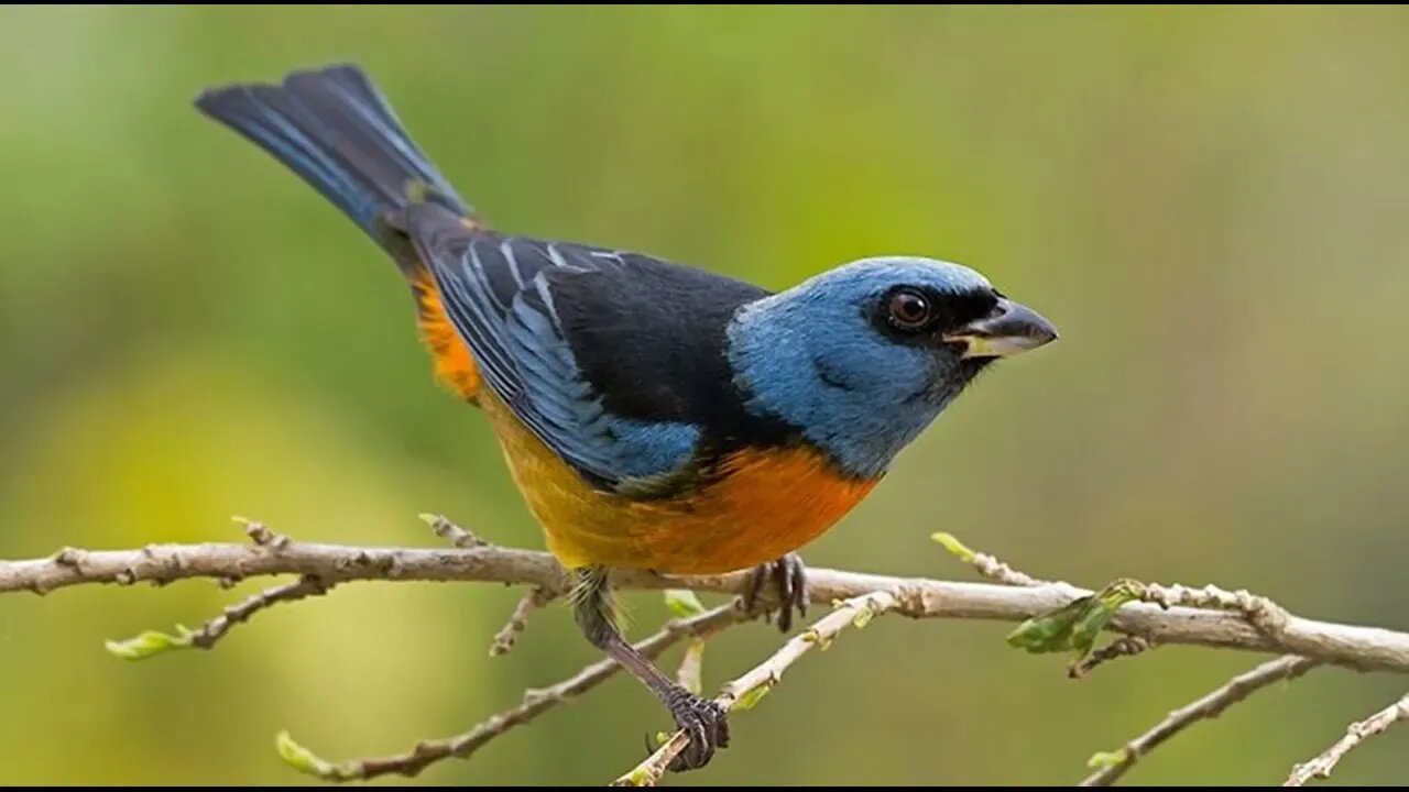 O Melhor Canto do Sanhaço de Papa Laranja