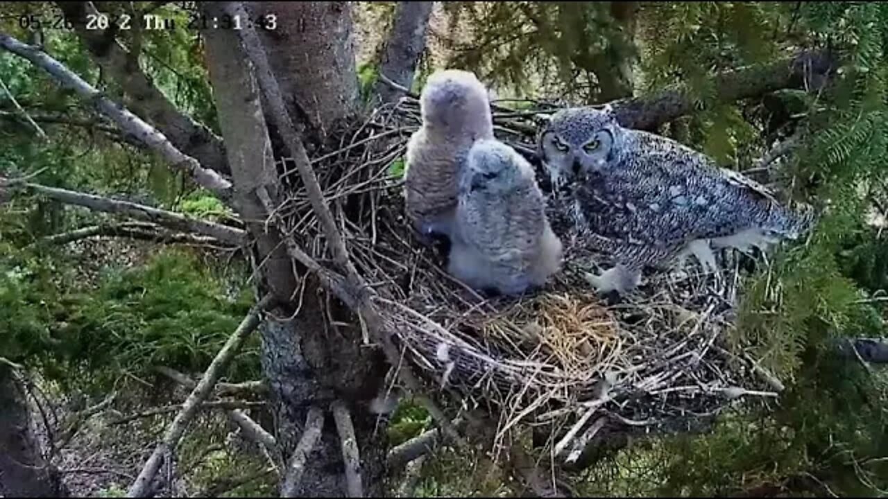 Ellis Farm-Mom Grabs a Bite Then Leaves 🦉 5/26/22 21:29