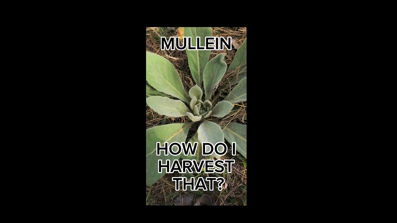 Mullein: How to harvest and prepare