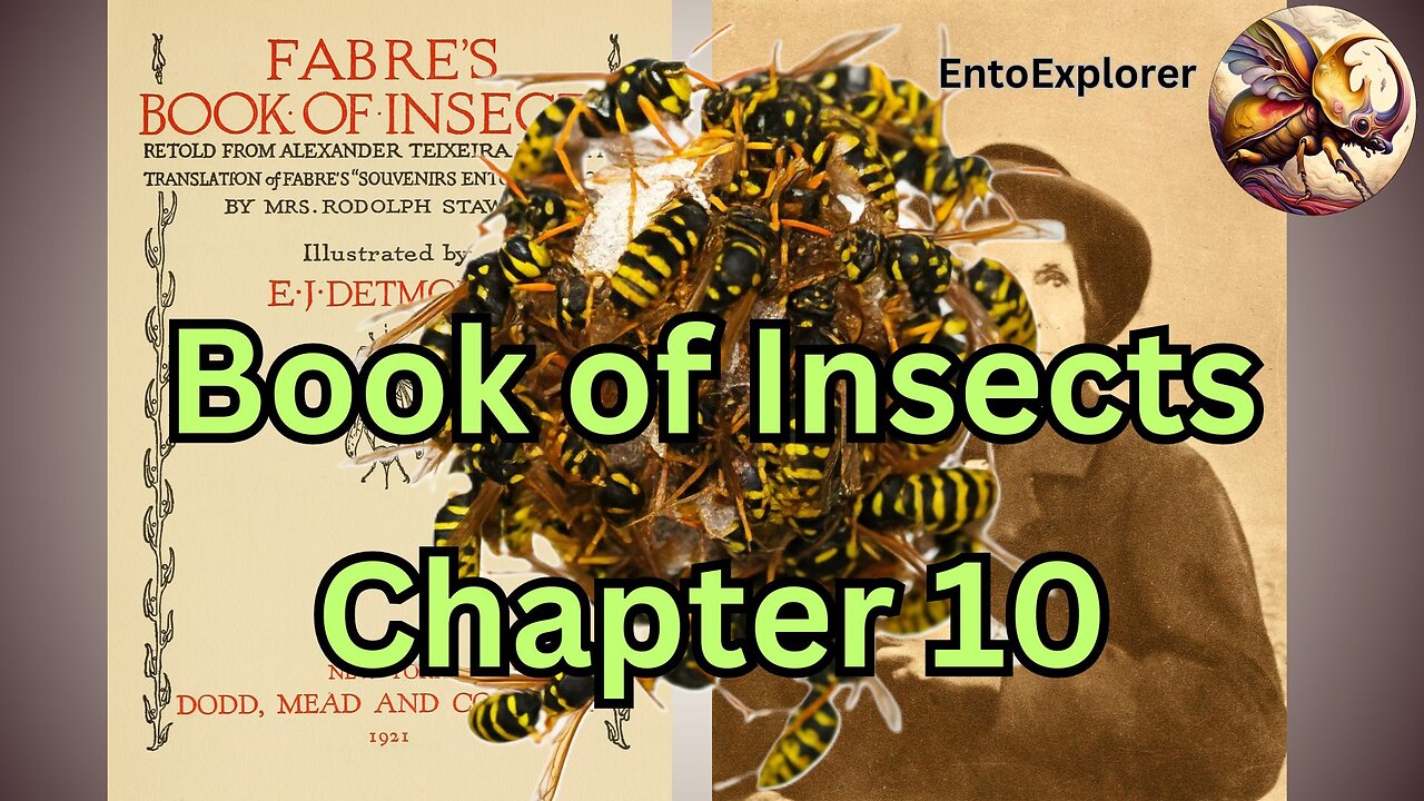 Life of Common Wasps - Book of Insects Chapter 10 by Jean-Henri Fabre