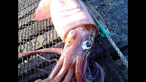Giant Squid Caught by Fishermen Deep Ocean Fishing Viral Video