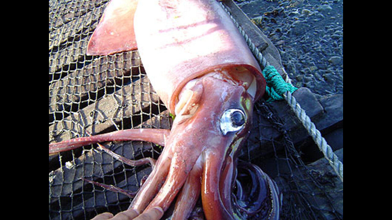 Giant Squid Caught by Fishermen Deep Ocean Fishing Viral Video