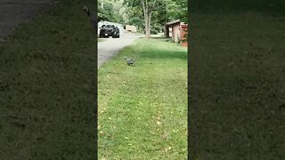 Baby Turkey