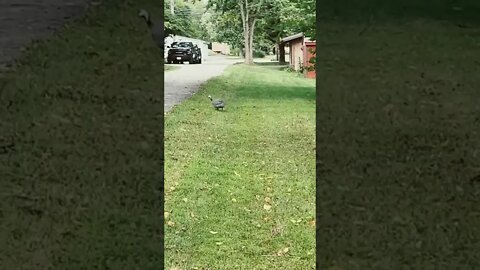 Baby Turkey
