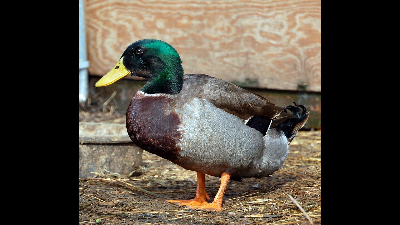 Single Duck Among Swans