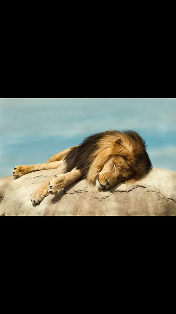 AFRICAN LION 🦁 DIES LIKE TERRIFIED VAXXED PEOPLE