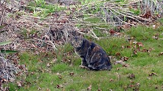 Taming Booboo the feral cat (Part 1)