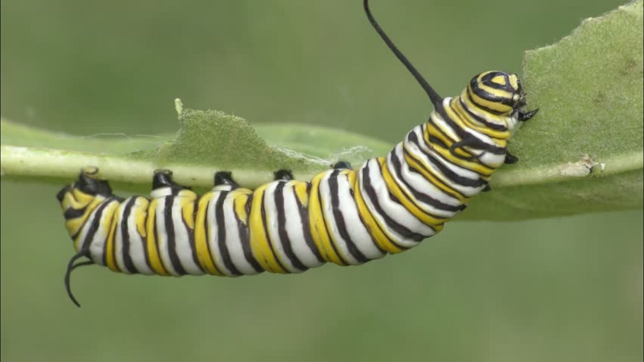 Caterpillar Insects Danaus It Imitates Gilippus Butterfly