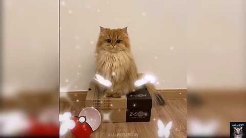 scared cat on robotic sound effect