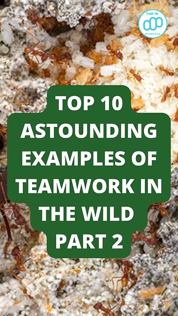 Top 10 Astounding Examples of Teamwork in the Wild Part 2