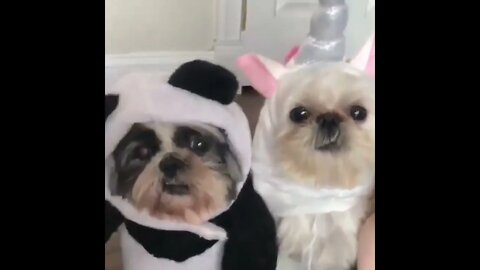 Cachorrinhos fofos com Roupinhas #shorts