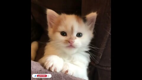 cute cat videos 😹 funny videos 😂1012