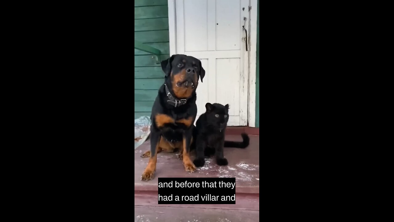 This is a story about a Rottweiler and a Panther | #funny #dog # panther #rottweiler