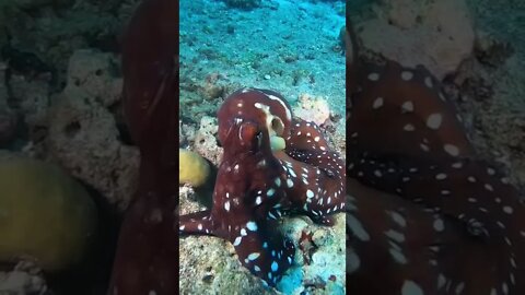 Maldives#Octopus#animal