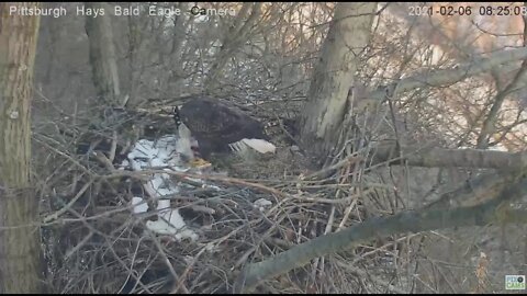 Hays Eagles Dad brings Gull into the nest 2021 02 06 8:24AM