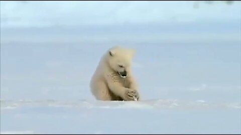 Polar Bear in Ice got surprised to see Seal