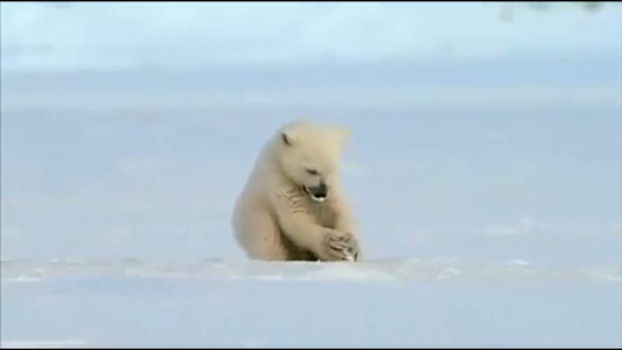 Polar Bear in Ice got surprised to see Seal