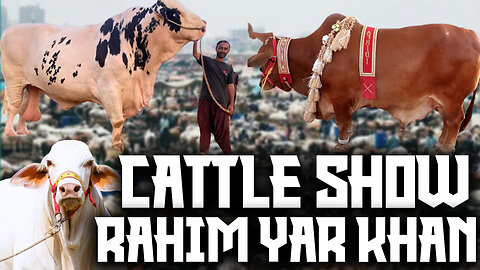 Cattle Show || Rahim Yar Khan || 2023