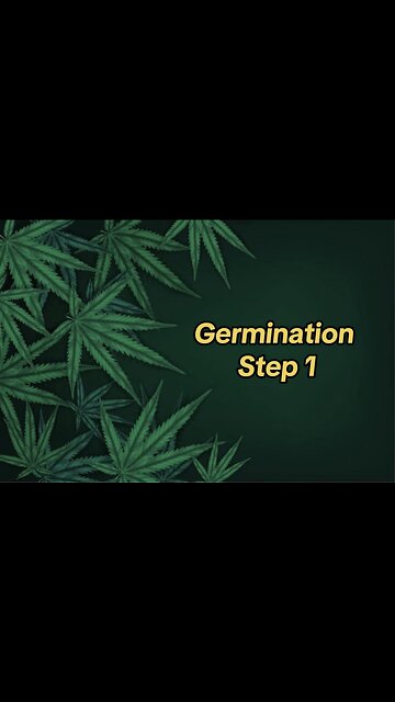 Let’s Grow “Flowers”: Germination Step 1