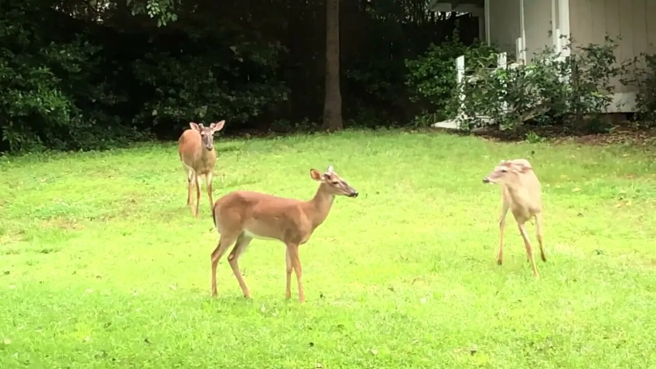 For only the 2nd time in 26 years...in our backyard...deer! And four nonetheless! (#2 of 2)