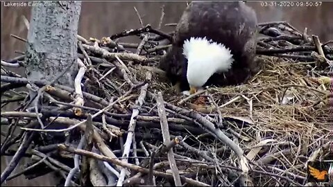 AACS Eagle Cam 3/31/20