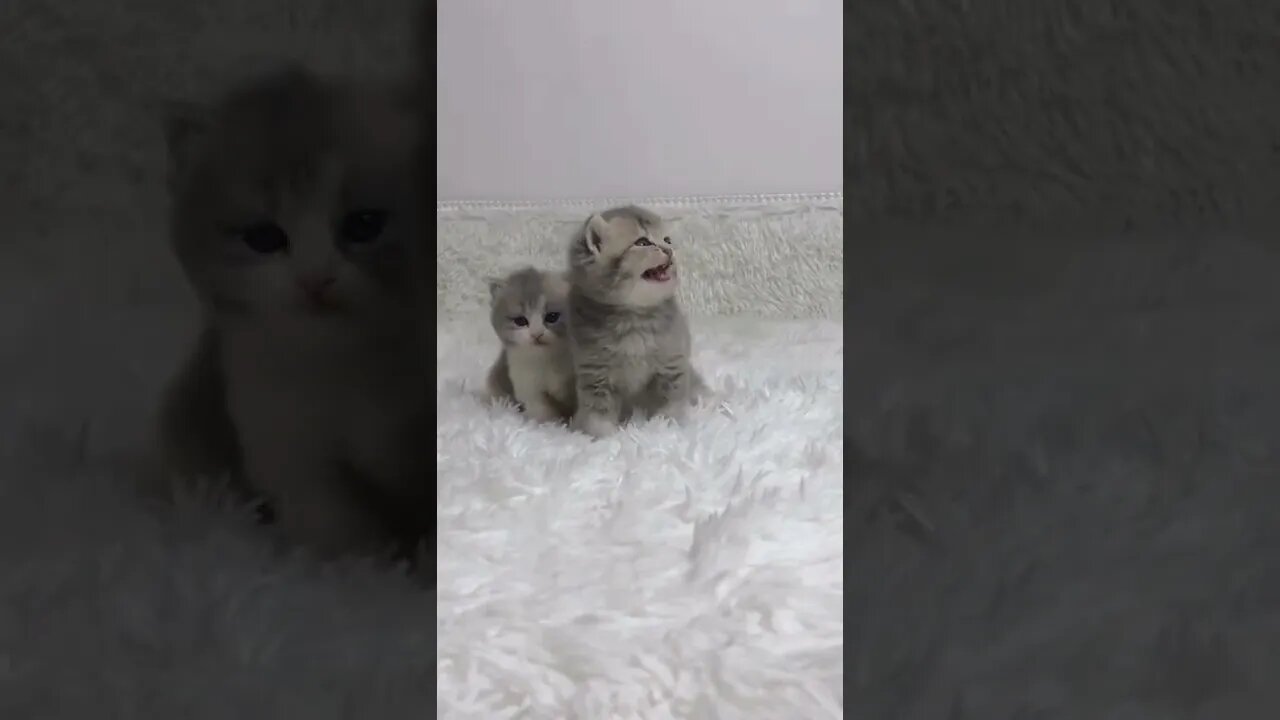 FUNNY CUTE KITTEN - Tiktok Compiled #Shorts