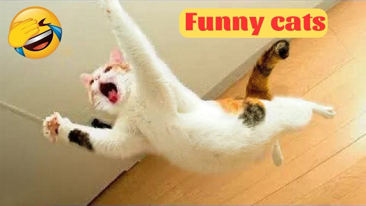 Cute Kittens - Funny Cats and Cute Kittens Playing Compilation