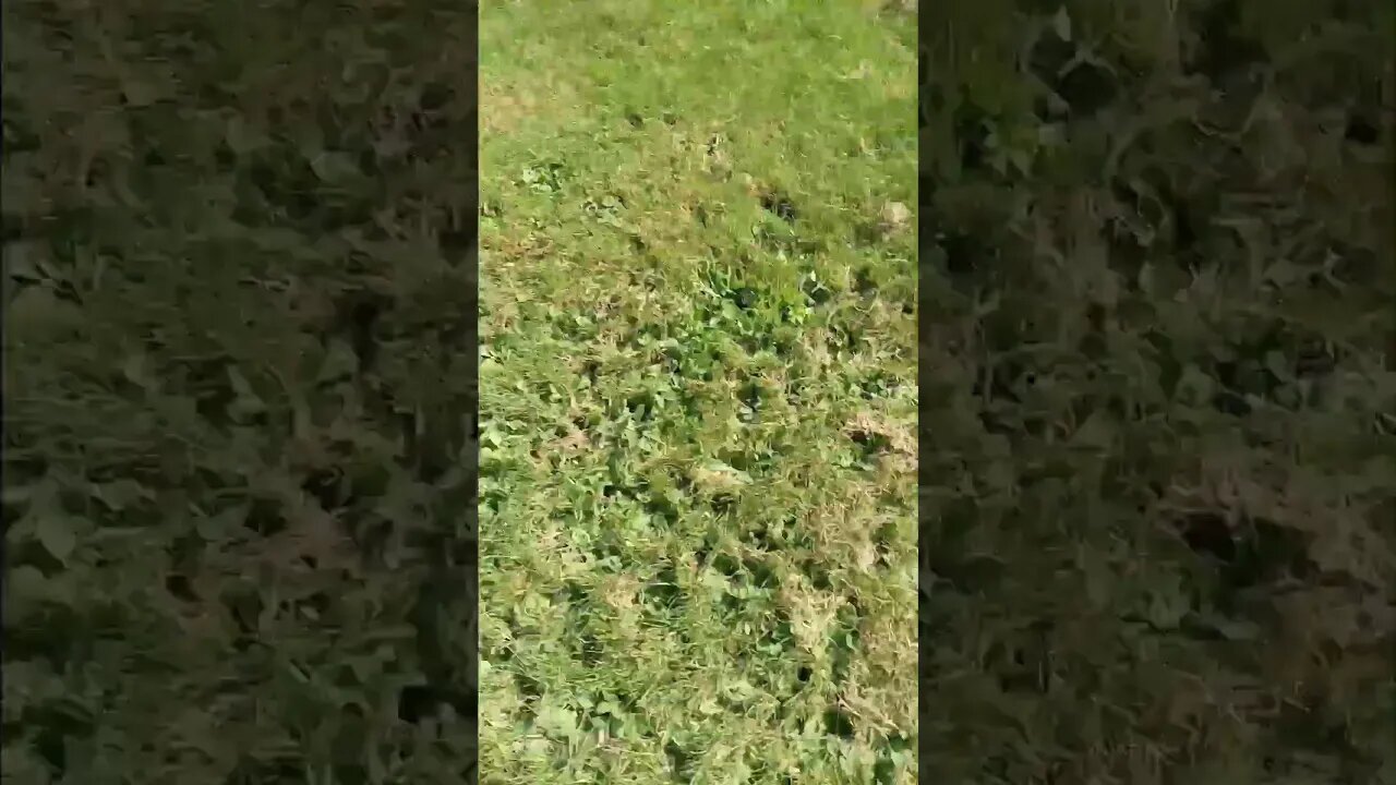 Trying to Catch a Butterfly - Watch Till End