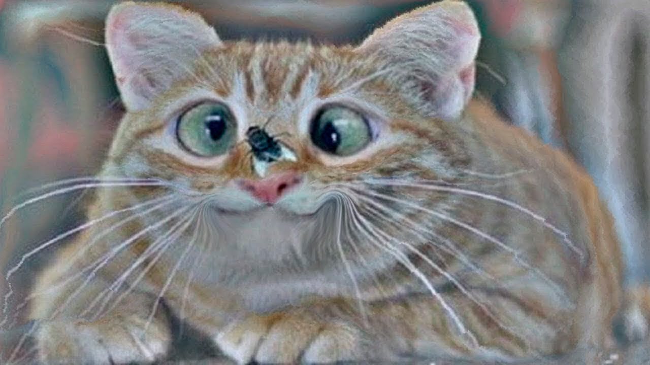 OMG! So Cute Pets ♥ Best Funny Cats and Dogs 2021