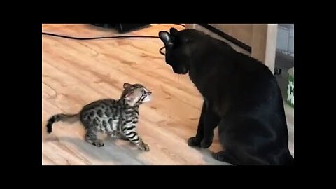 Funny animals - Funny cats dogs - Funny animal videos