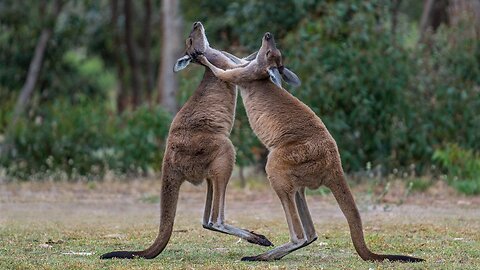 Animal Fight | kangaroo fight |Fight and Funny Videos for Animal