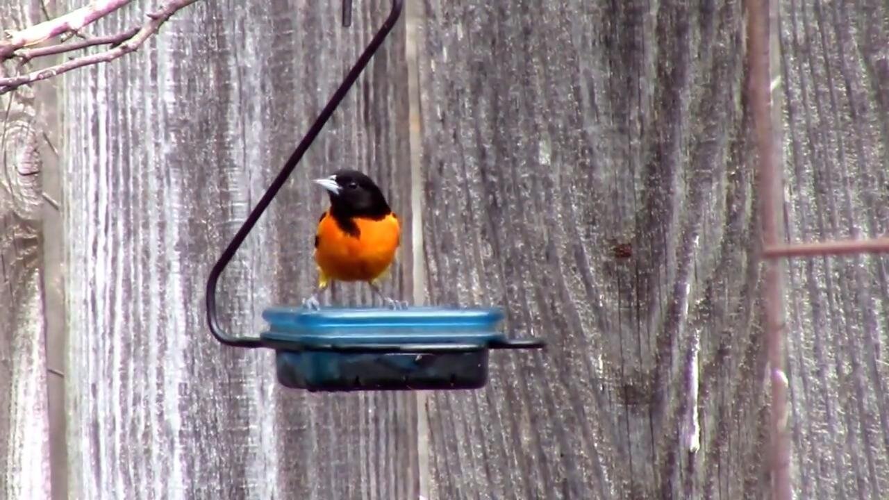 Several Different Birds That Like To Eat Grape Jelly.