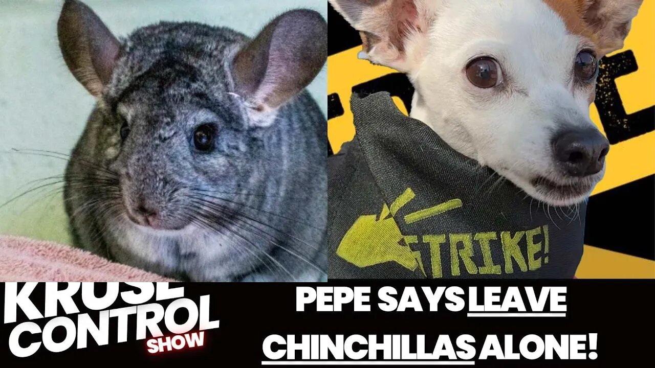 Pepe tells Brian to Leave the Chinchilla's ALONE!!