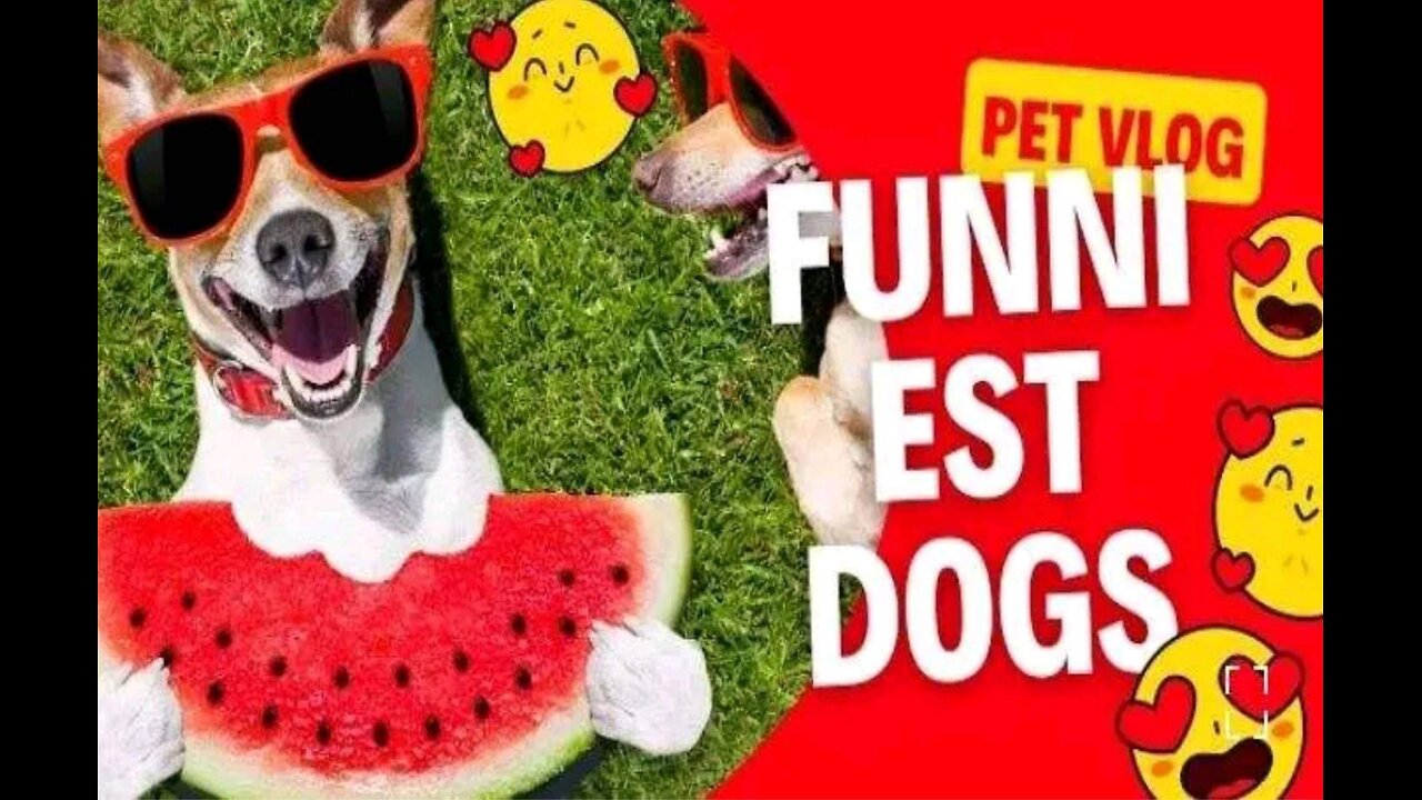 Funniest Dogs | Funny Animals | Funny Cats