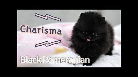 Black Pomeranian Teacup Puppy Cute Puppy - KimskennelUS